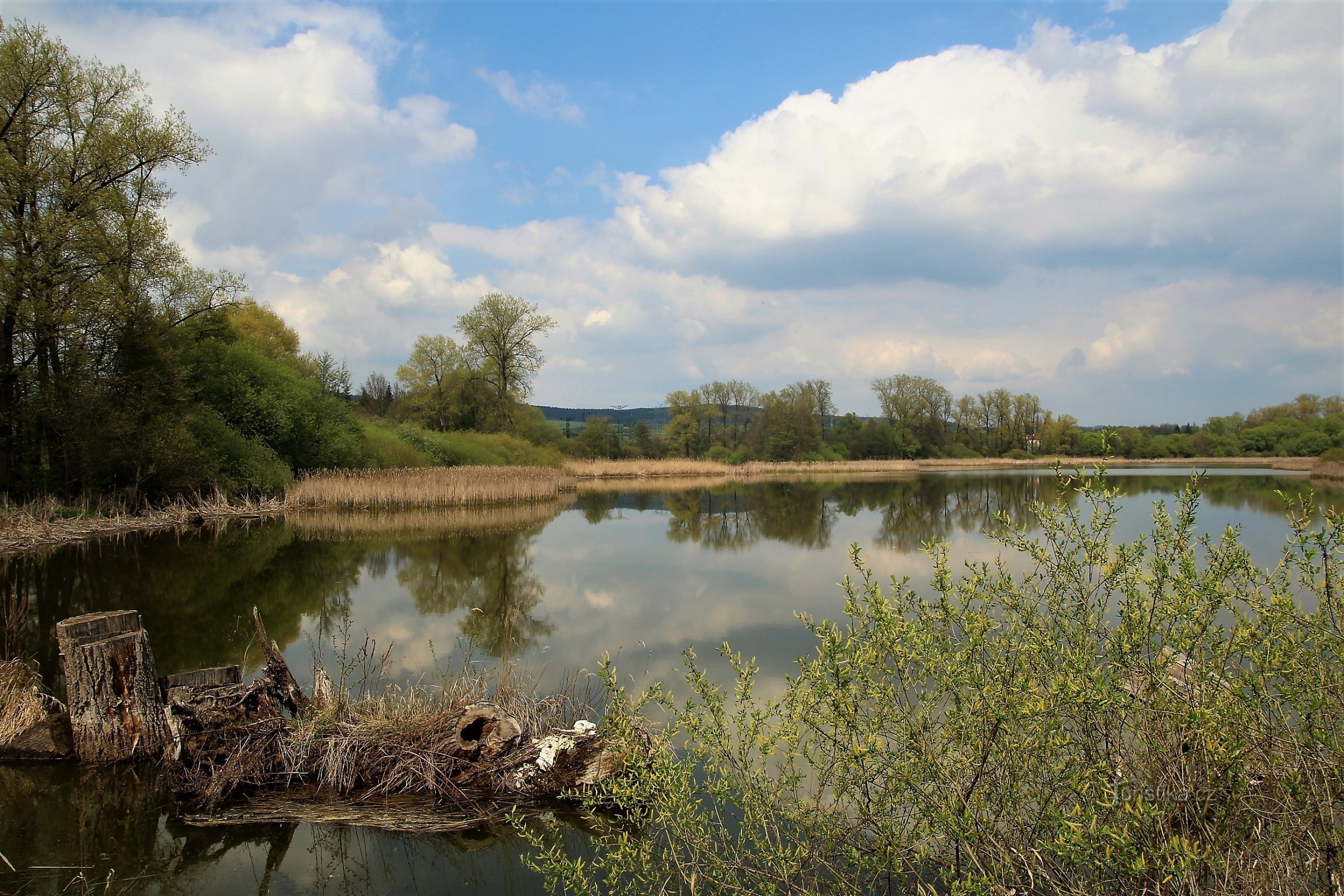 Blick auf das Schilfgebiet vom Seitendamm vom Wanderweg aus