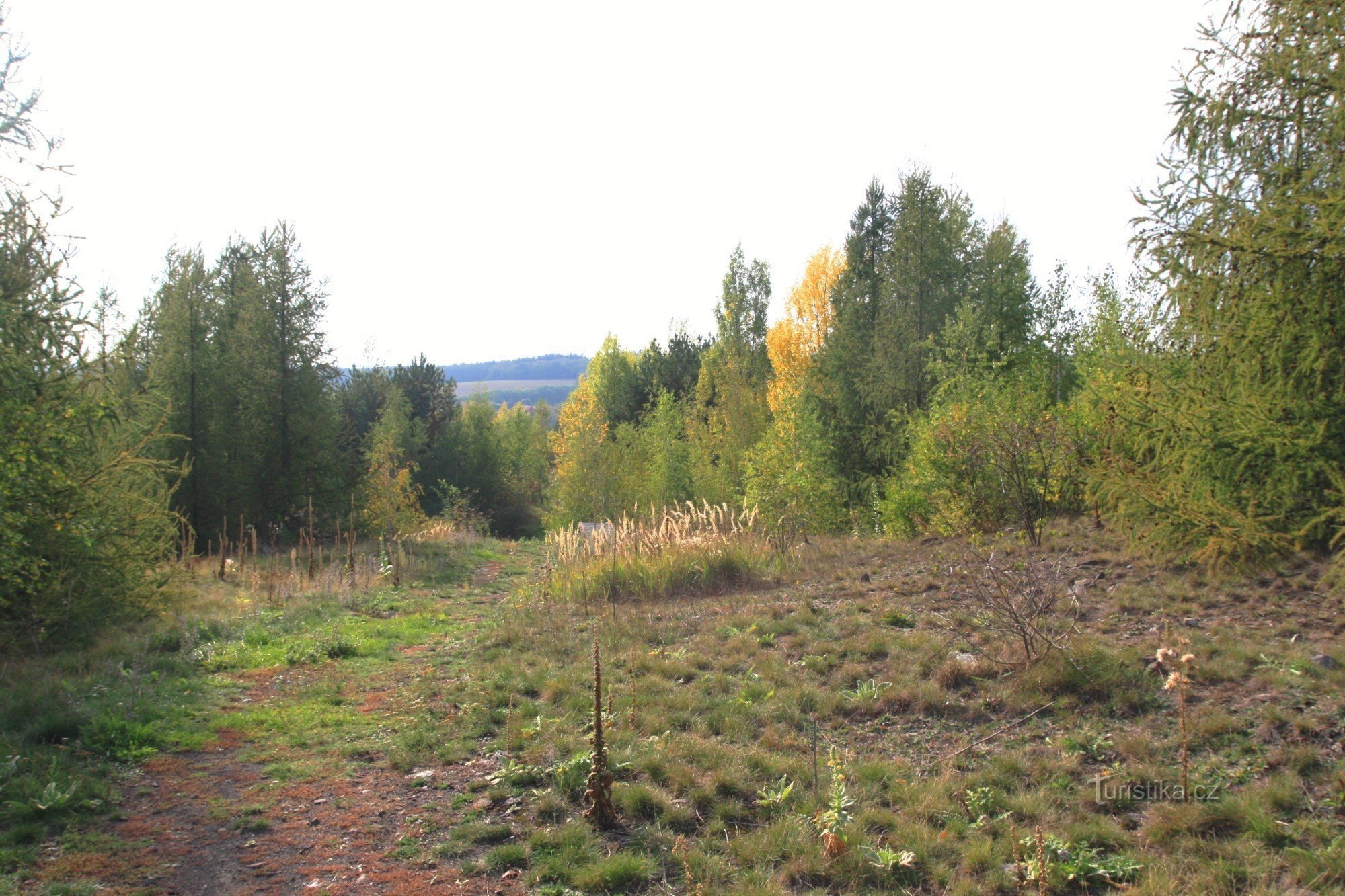 A view of the heap in its top part