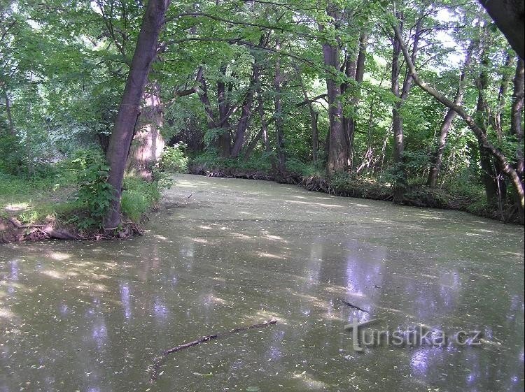 vedere la nivelul umerilor orbi