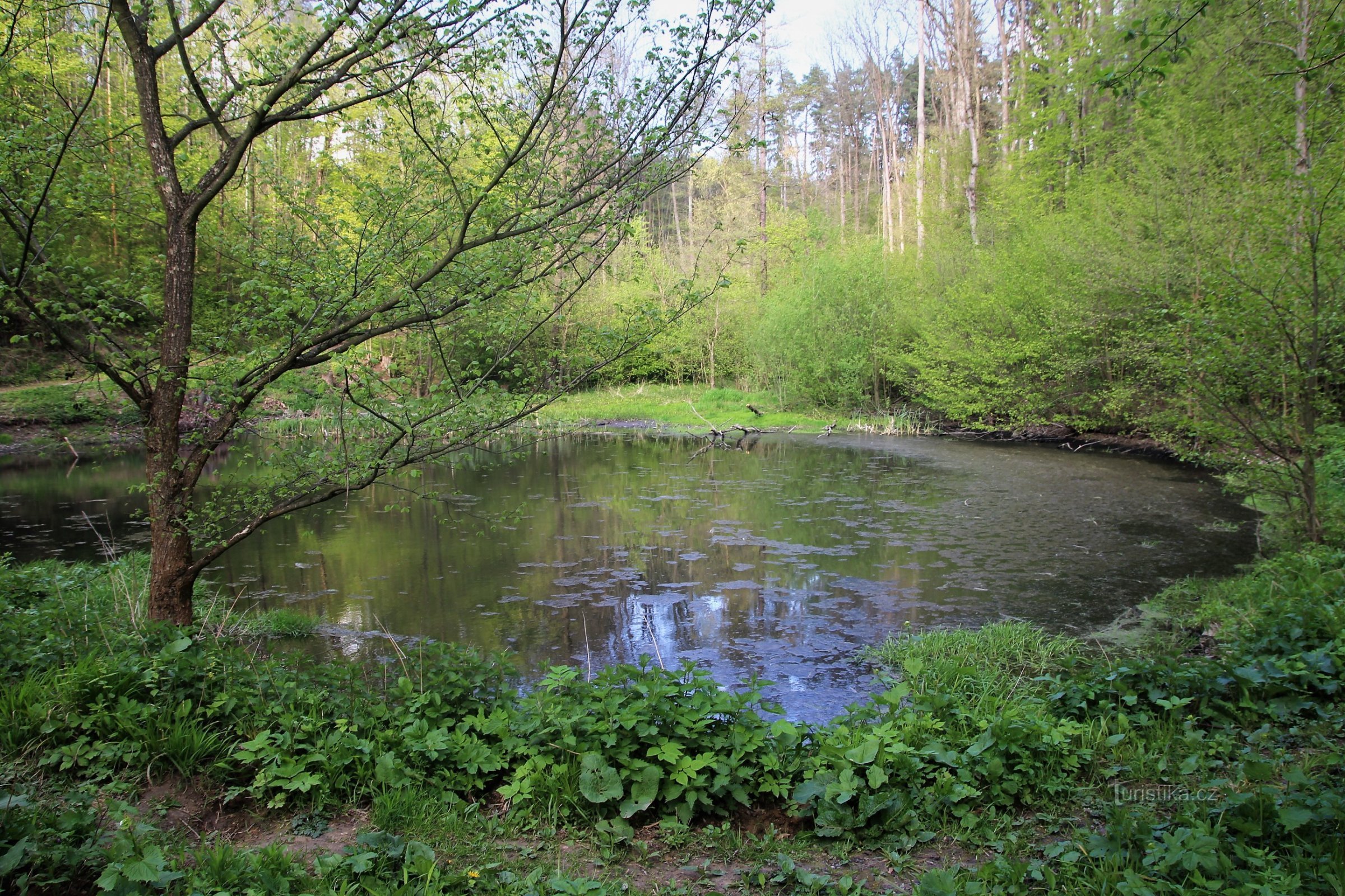 View of the main overgrown pond