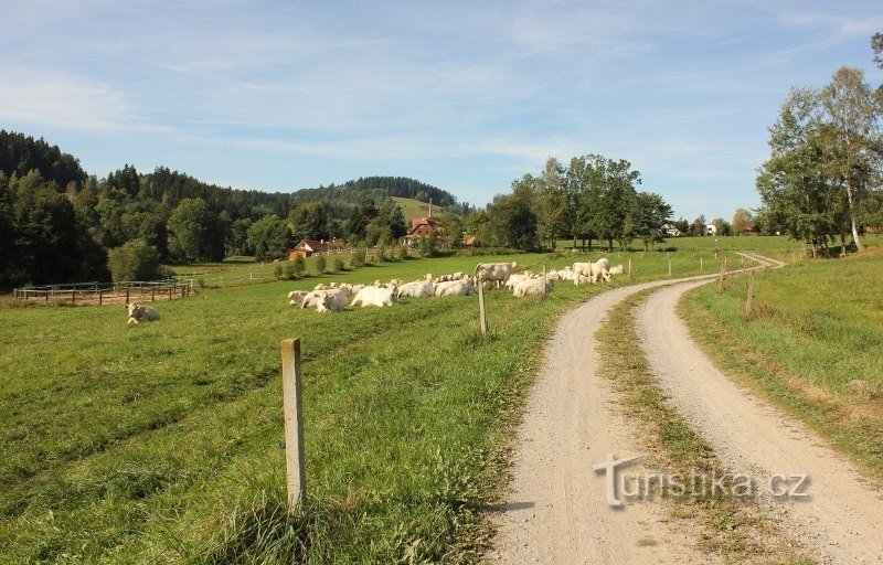 Widok na Jimramovské Pavlovice z Jimramov