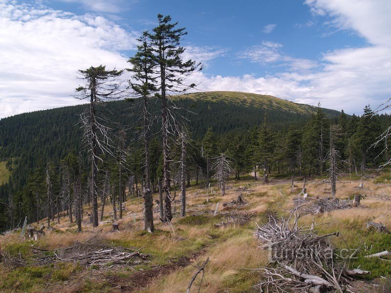 Vue de Králický Sněžník depuis Sušina