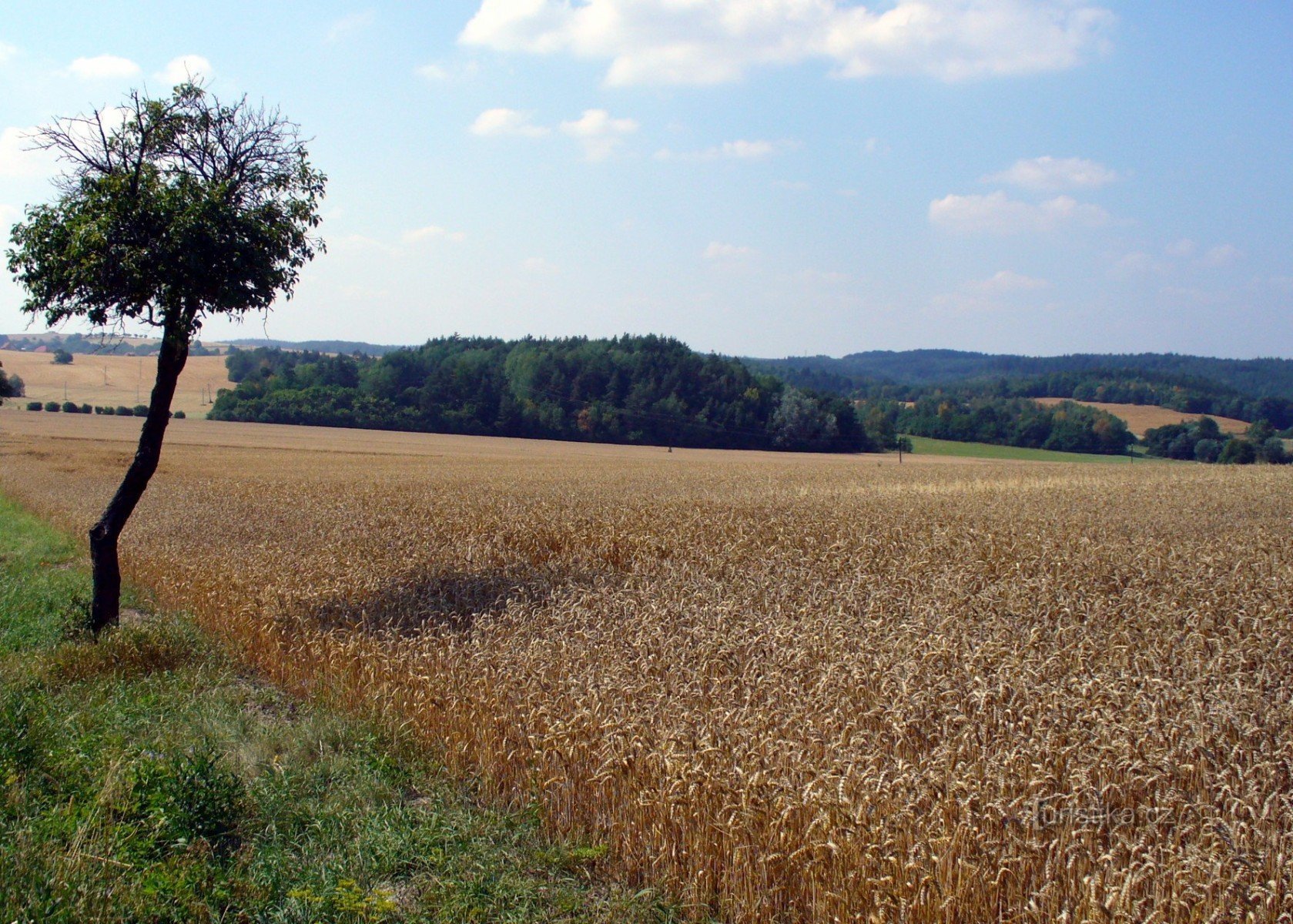 Blick auf den Wald rund um den See von Lažánek