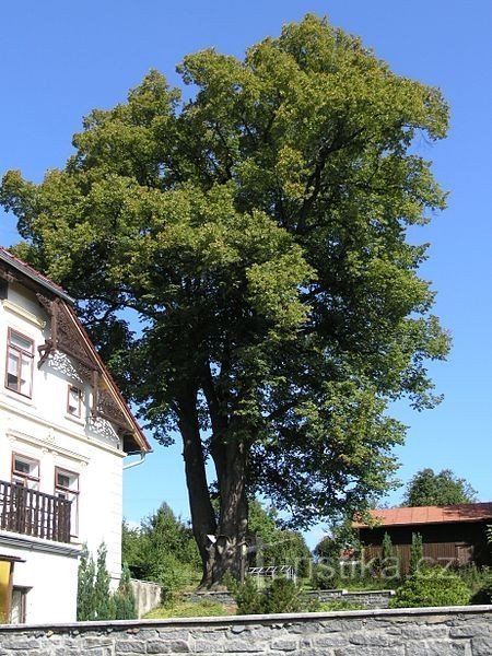 Pohled na lípu od hlavní silnice