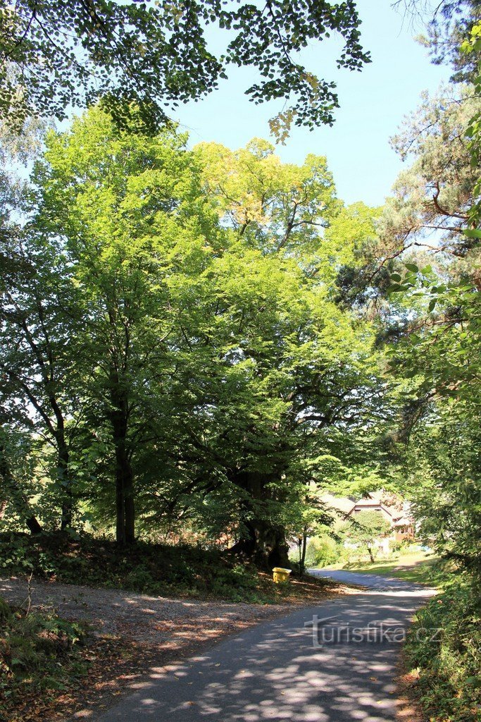 View of the linden tree from the south