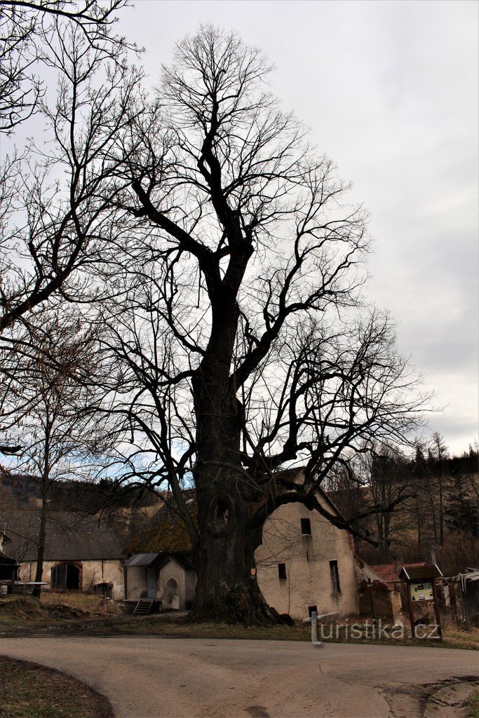 View of the linden tree from the north