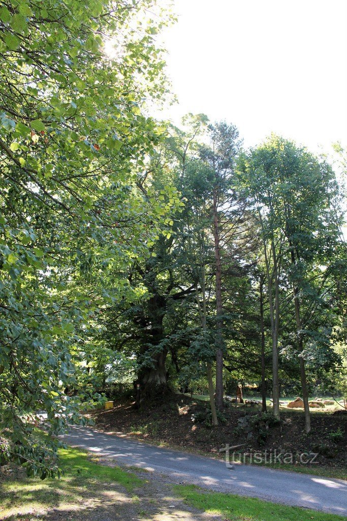 Blick auf die Linde vom Dorf