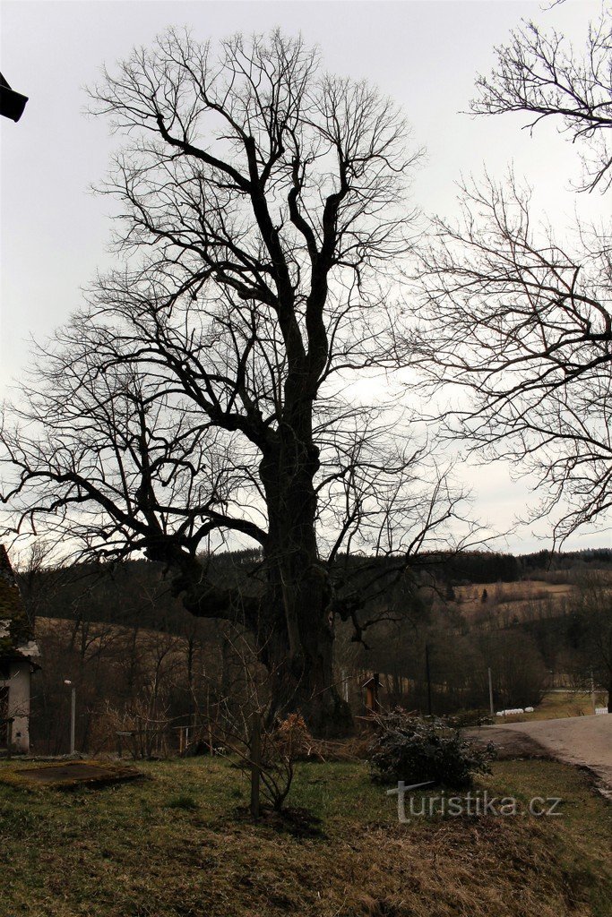 Vy över linden från väster