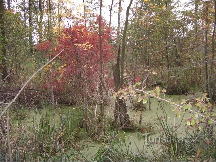 View of the lake