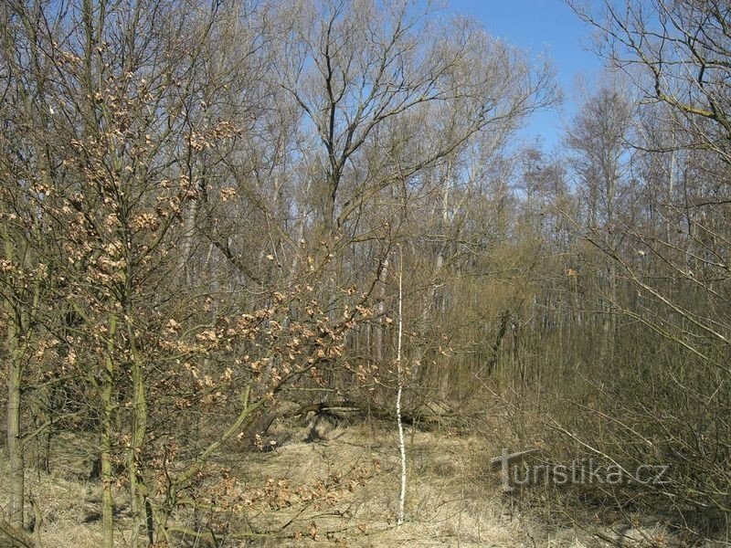 Blick auf den Auenwald unterhalb des Damms des Skalský-Teiches