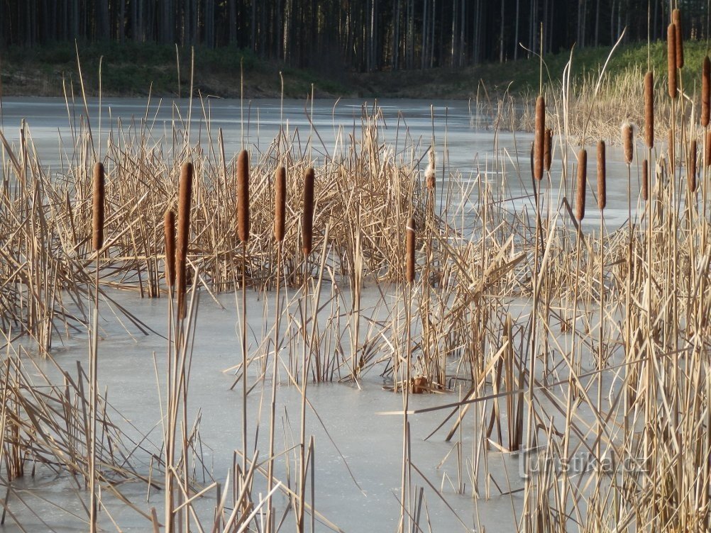 Zicht op het stuwmeer door de lisdoddes