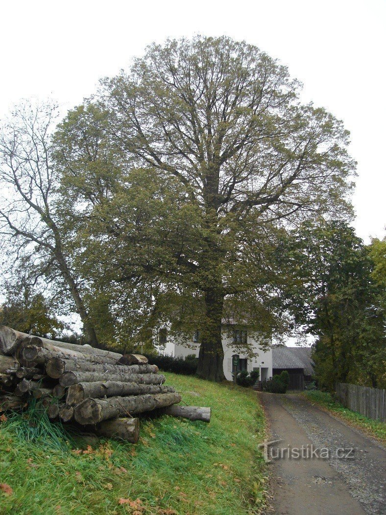 Een zicht op de herdenkingslindeboom