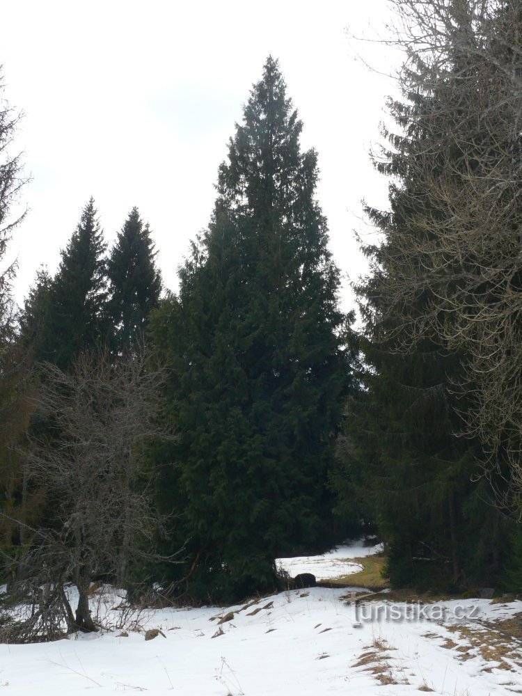 Vista del Pohořský zerav desde el noreste (si viene del Pohoří)