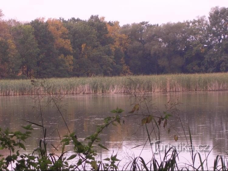 View of the pond