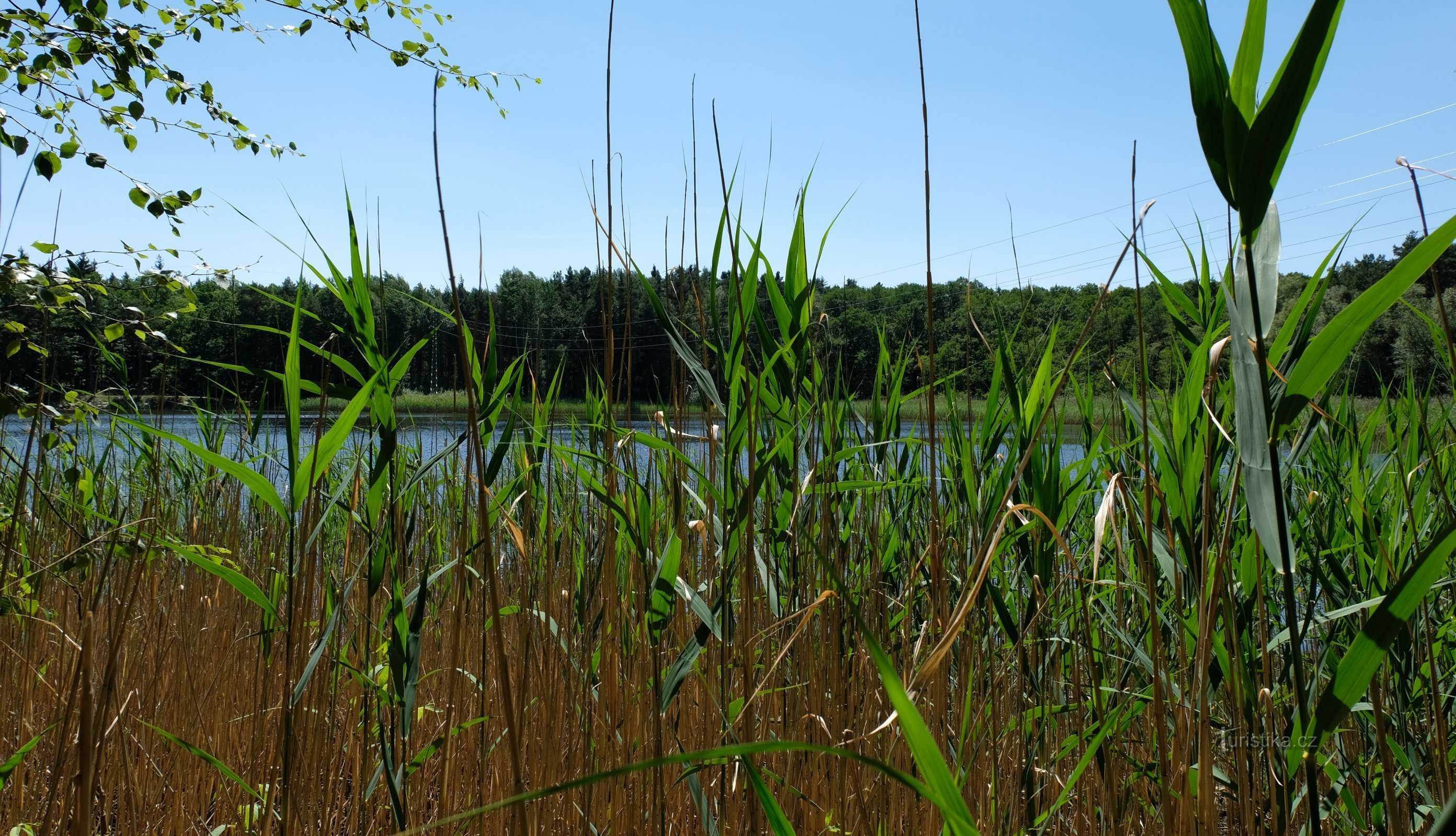 Blick auf den Teich