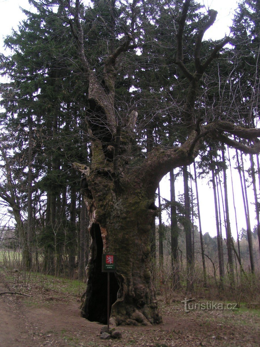 View of the Big Maple