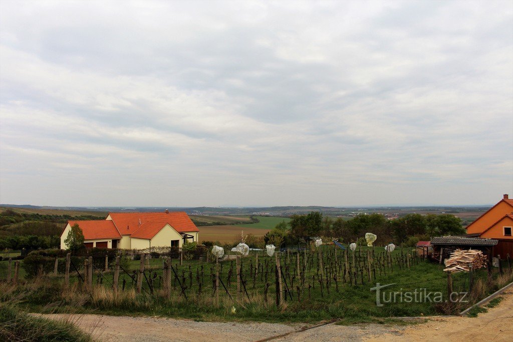 View of the vineyards