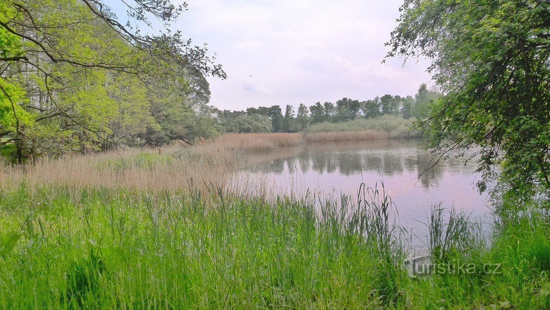 udsigt over vandoverfladen i Třešňovce