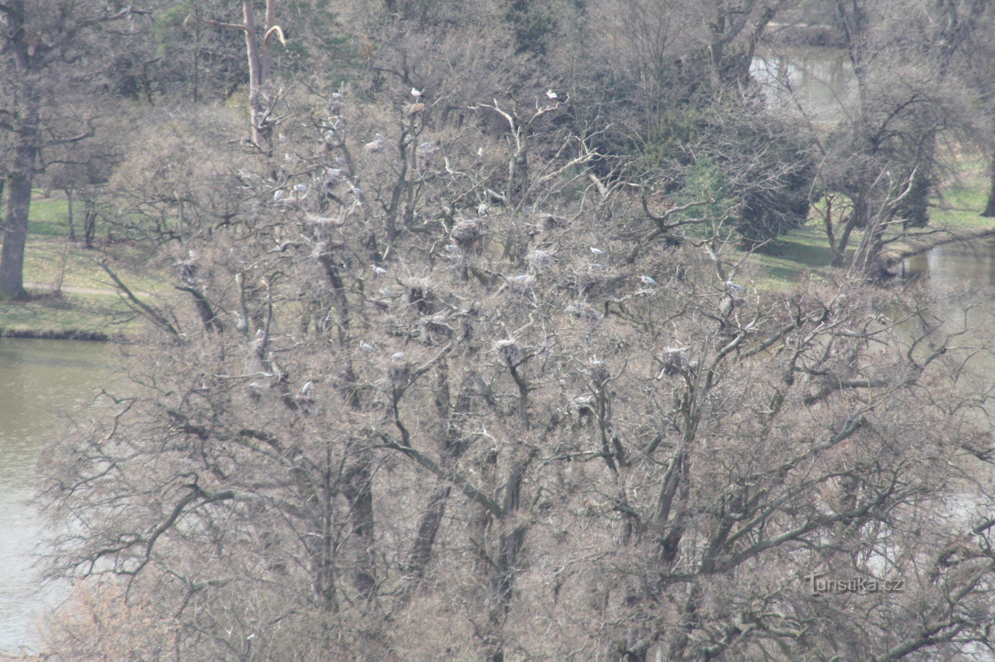 Kilátás a Heron-szigetre a minaretből kora tavasszal