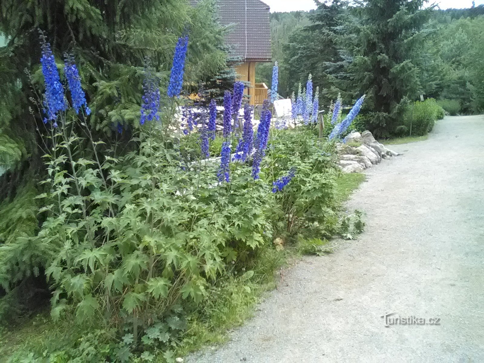 A view of the flower beds...