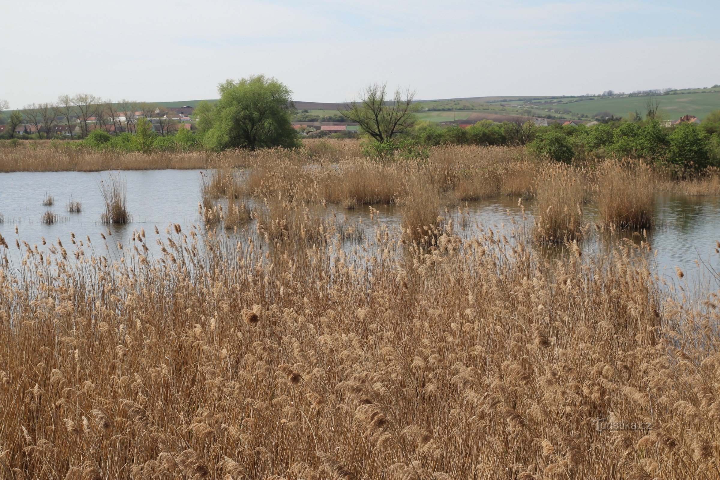 View of the western overgrown part of the pond