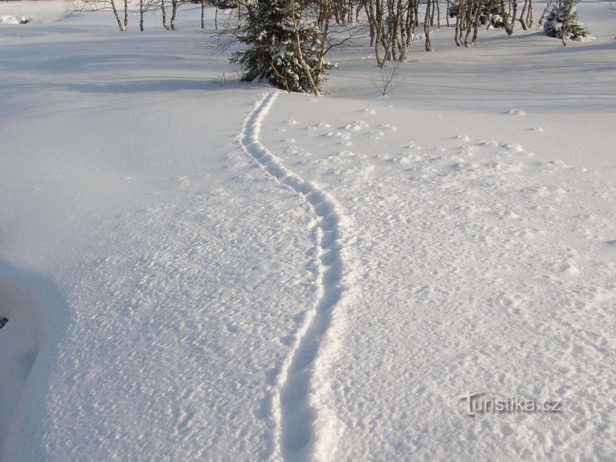 雪に覆われた川岸の景色は興味深い読書です