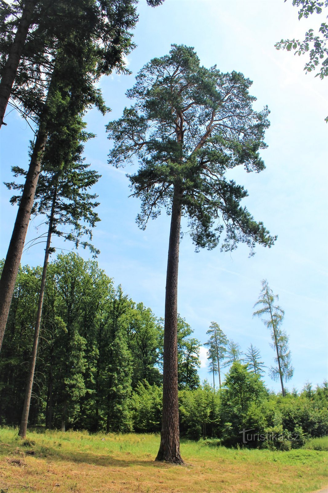 Blick aus dem Wald