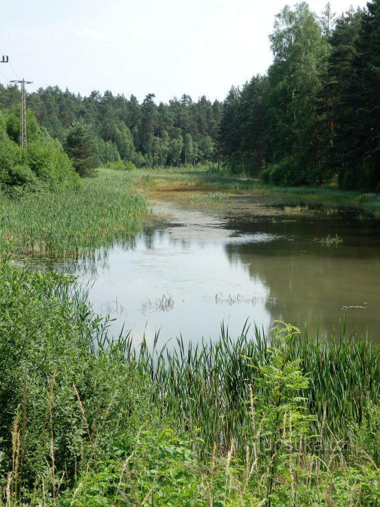 Blick von der Dammkante auf den Teich