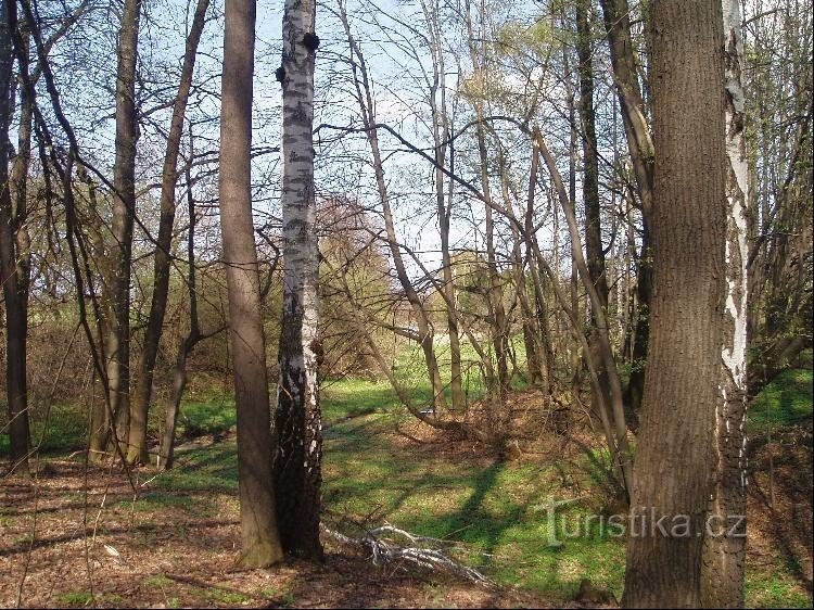 Blick von der Auslosung auf den Teich