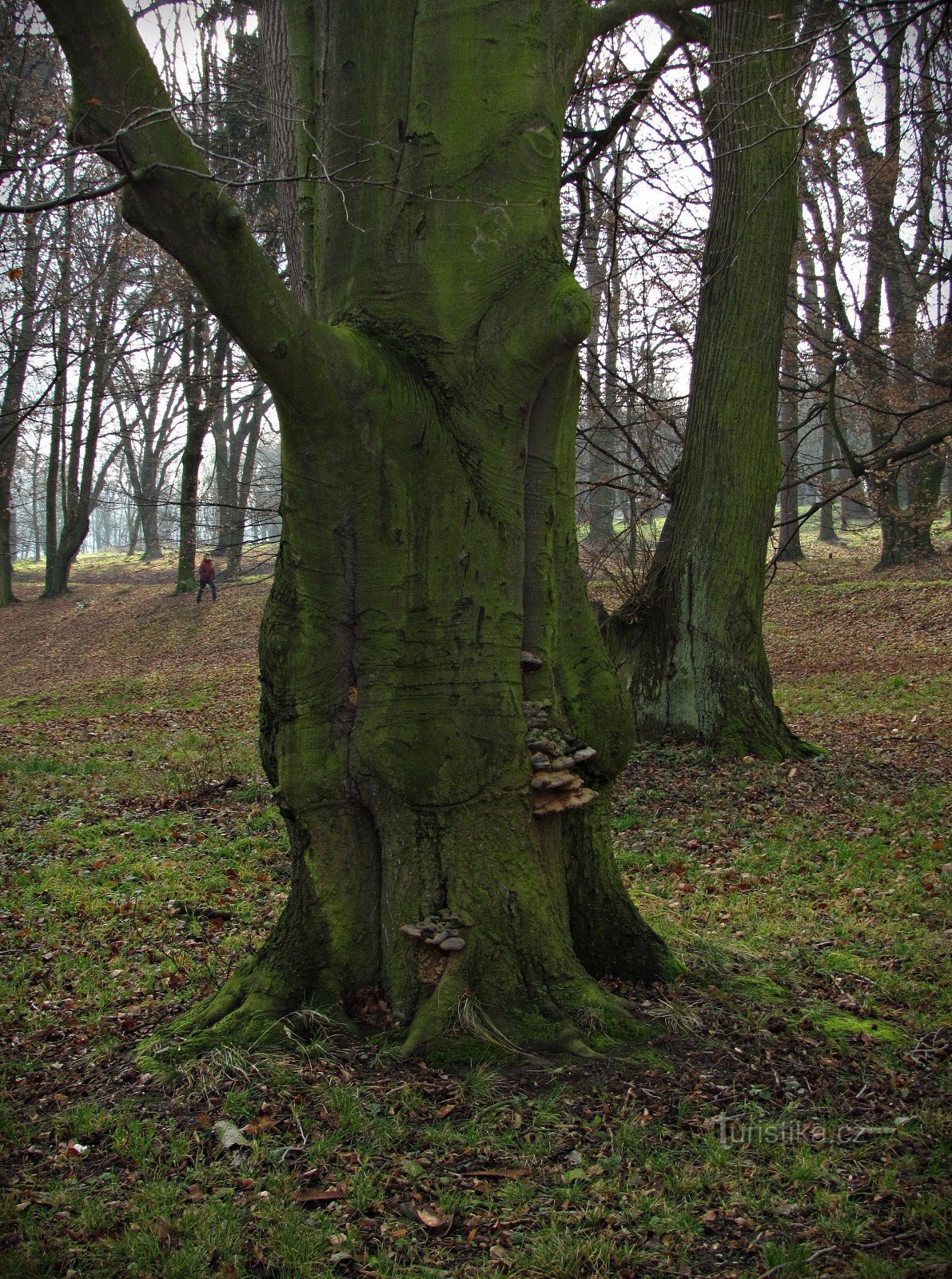 Parc du château de Pohořeličky