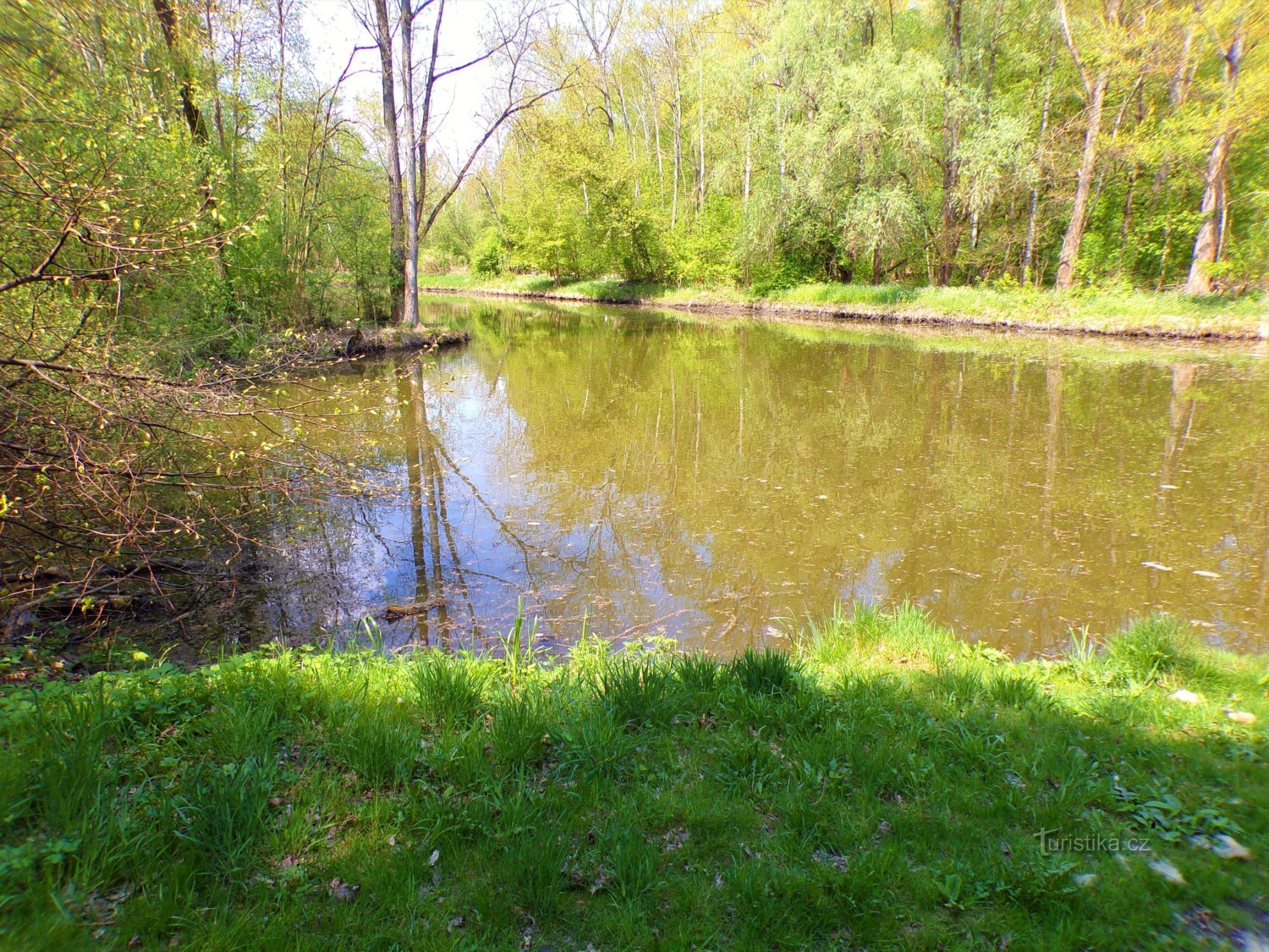 Pohránovský pond (Pohránov, 4.5.2022/XNUMX/XNUMX)