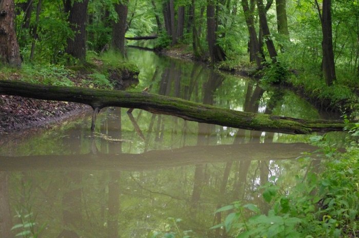 Câmpia inundabilă Polansk