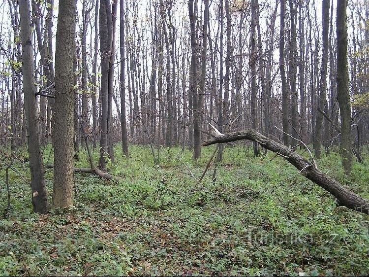 Polansk les: Polanský les