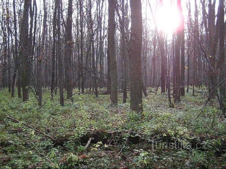 Polanský les: Polanský les
