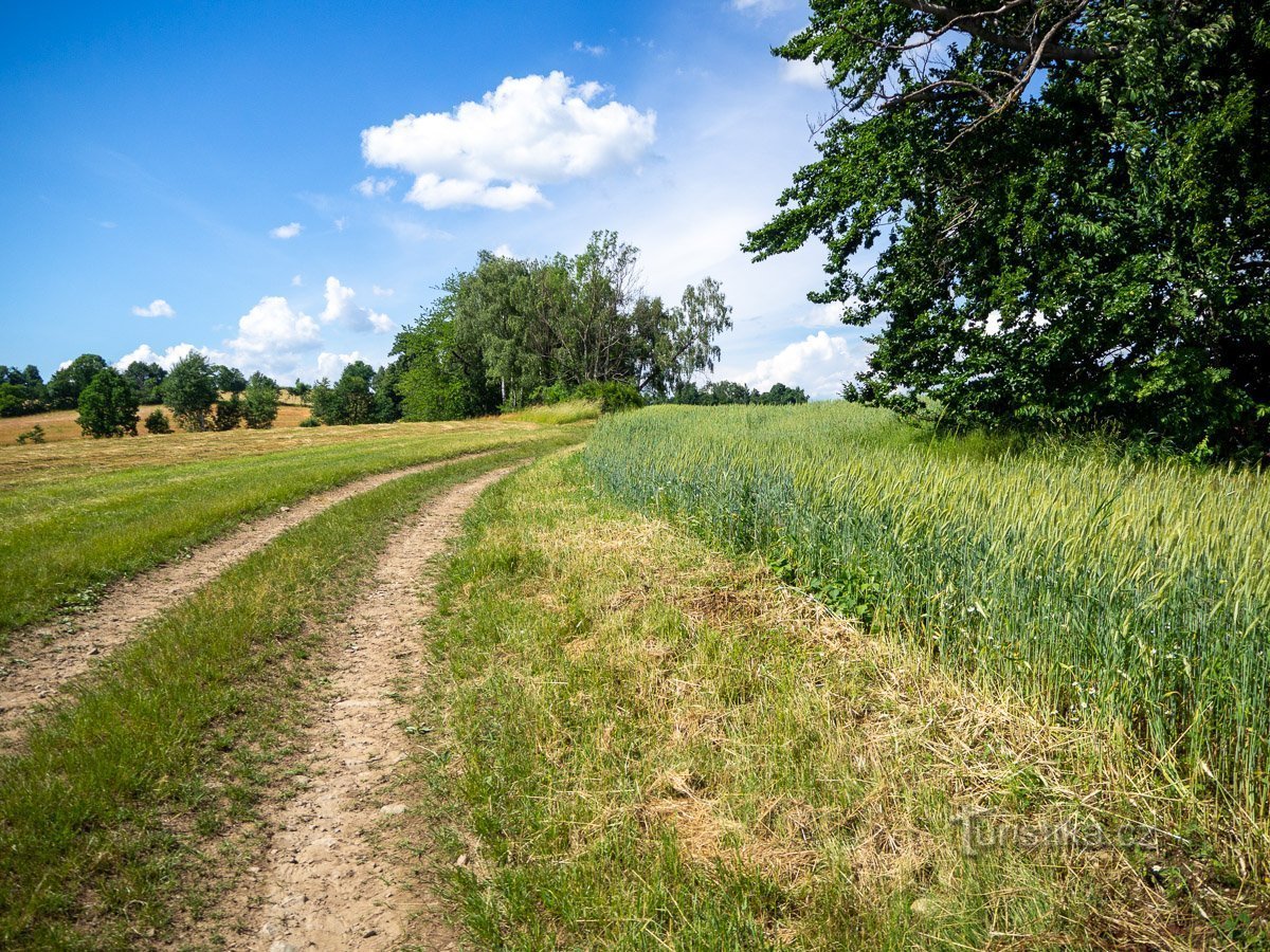 Polní cesta z Horních Studének