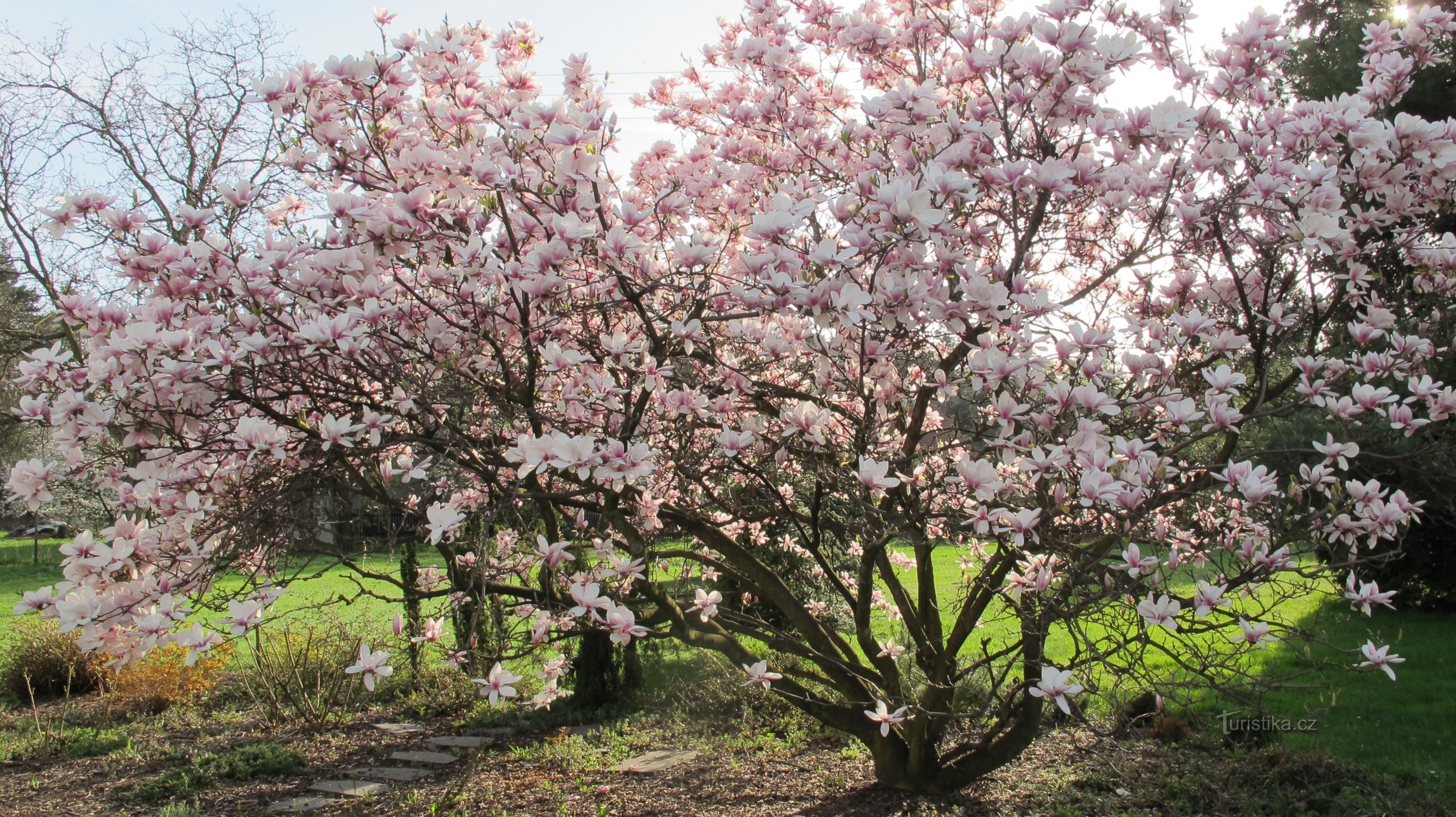 Polish Těšín - the city of blooming magnolias.