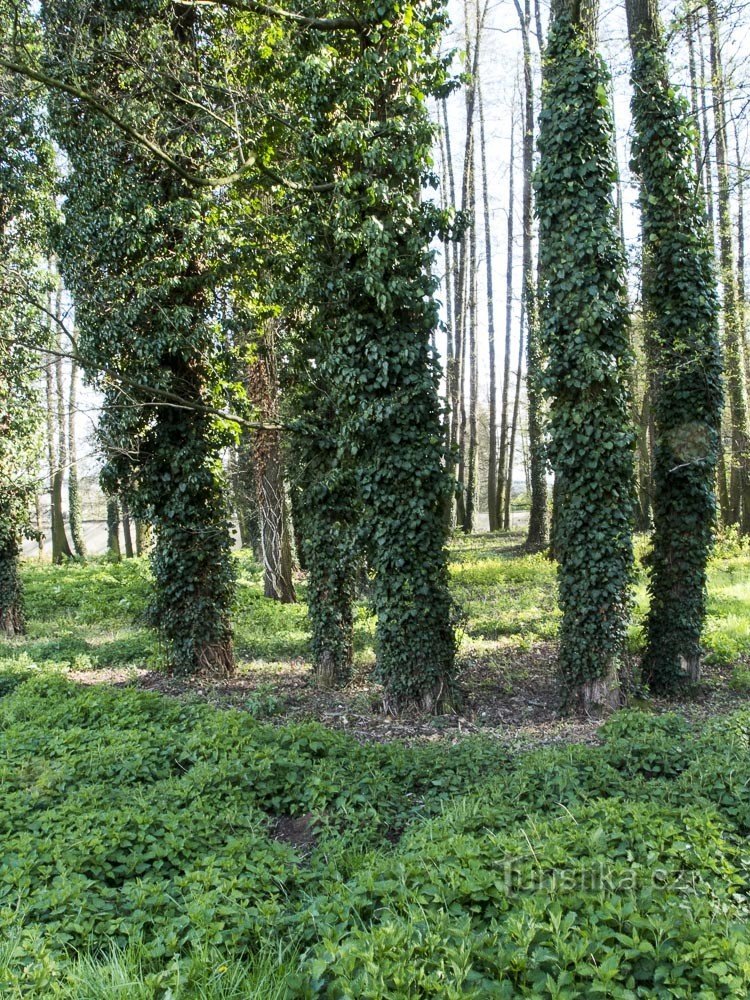 Climbing vines