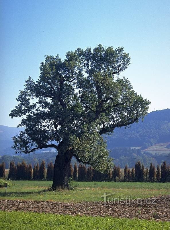 Quercia del boia