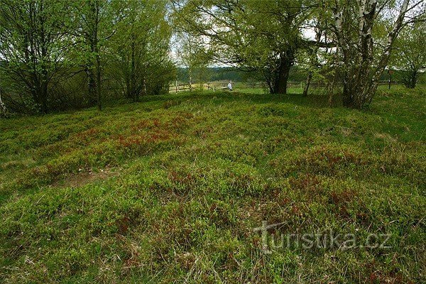 Blueberry grove