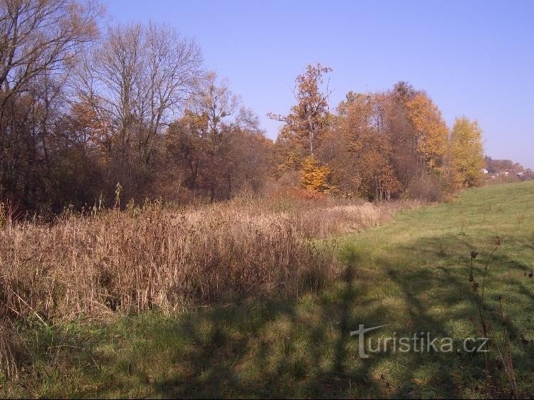 Vegetation rund um den Bach vor der Mündung in den Řehančák