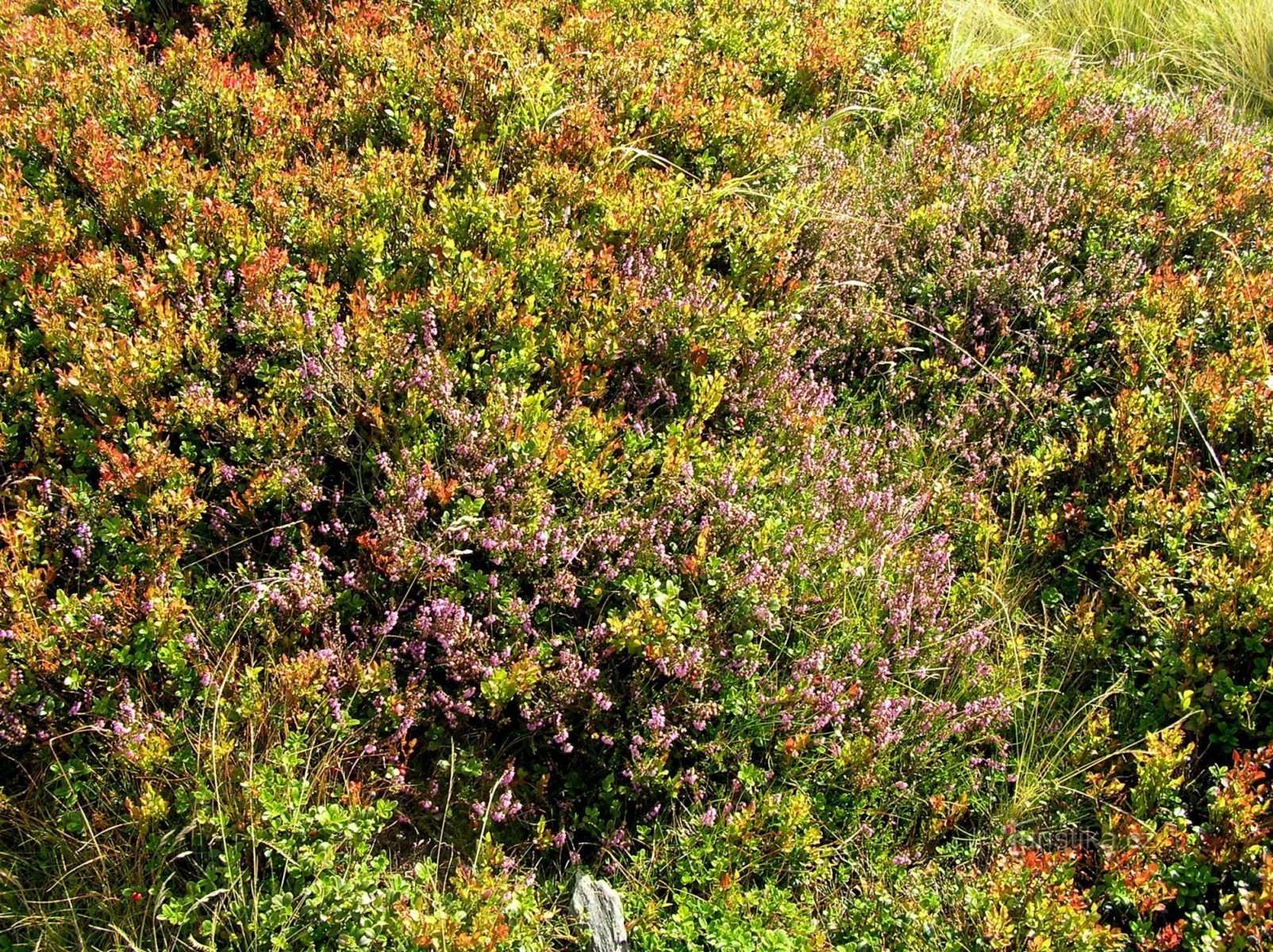 Heide- und Heidelbeerhaine rund um den Gipfel