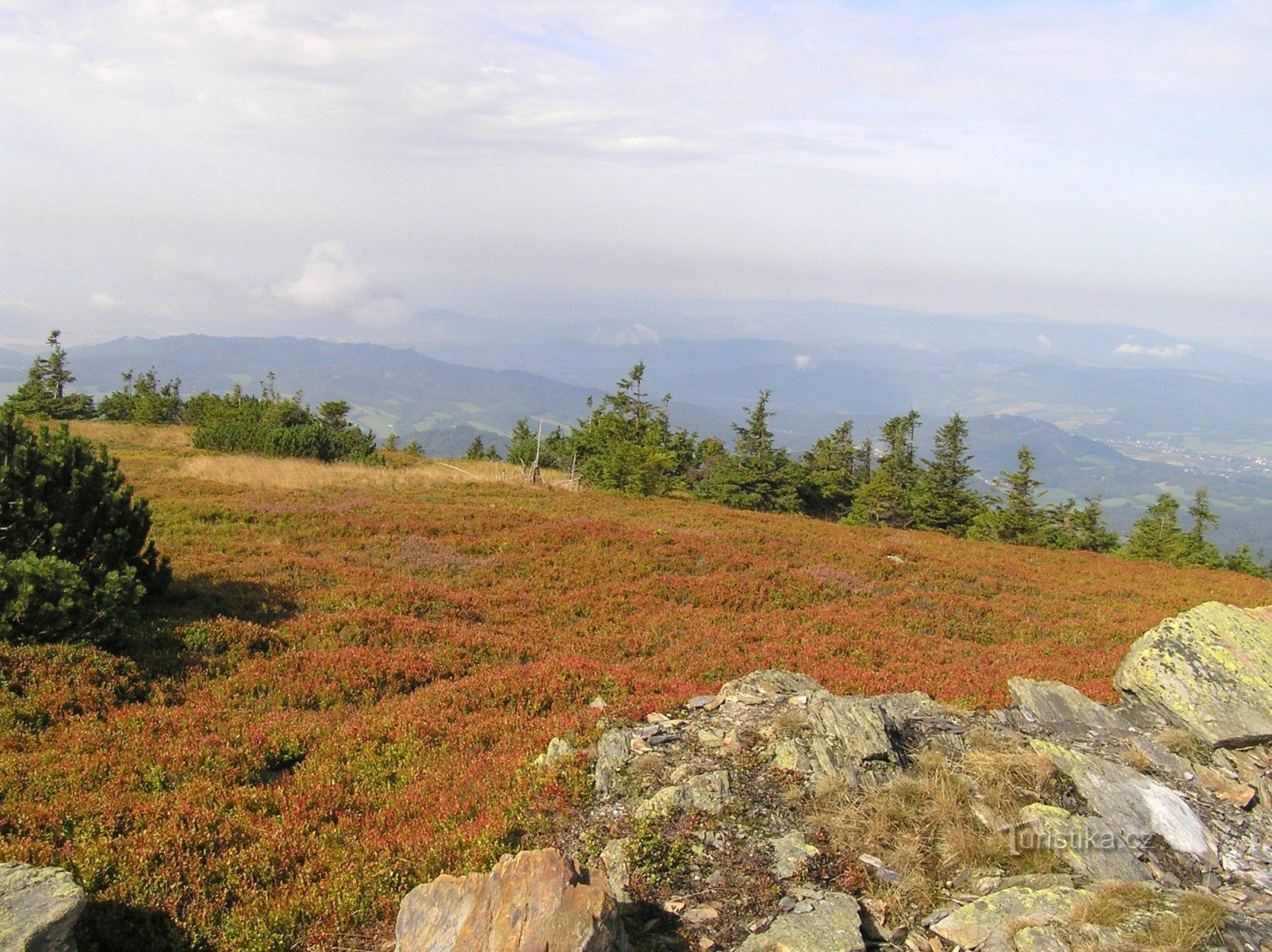 heather and bilberry stands on the western slope of Peca