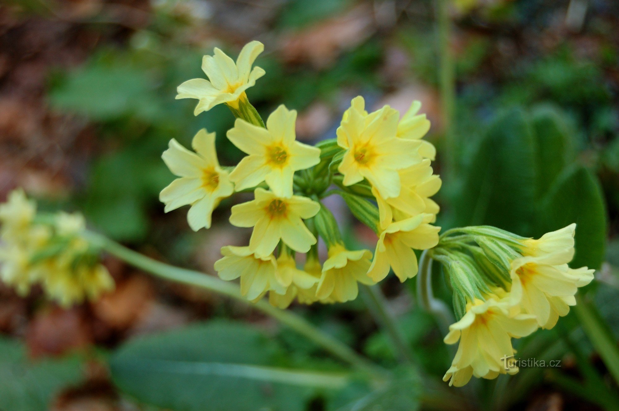 mensajero de la primavera