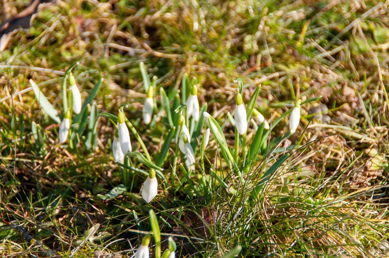 Boodschappers van de lente in de tuin