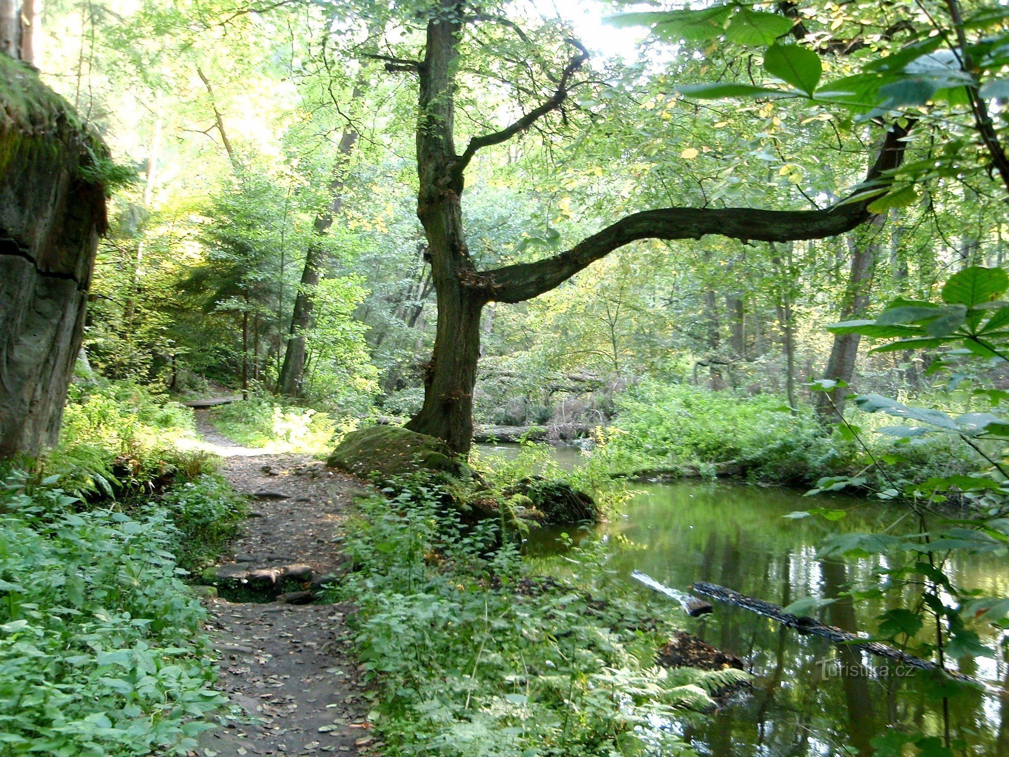 Heiliger Baum