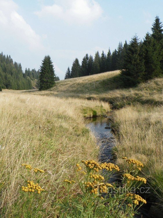 Potok in umivalnica