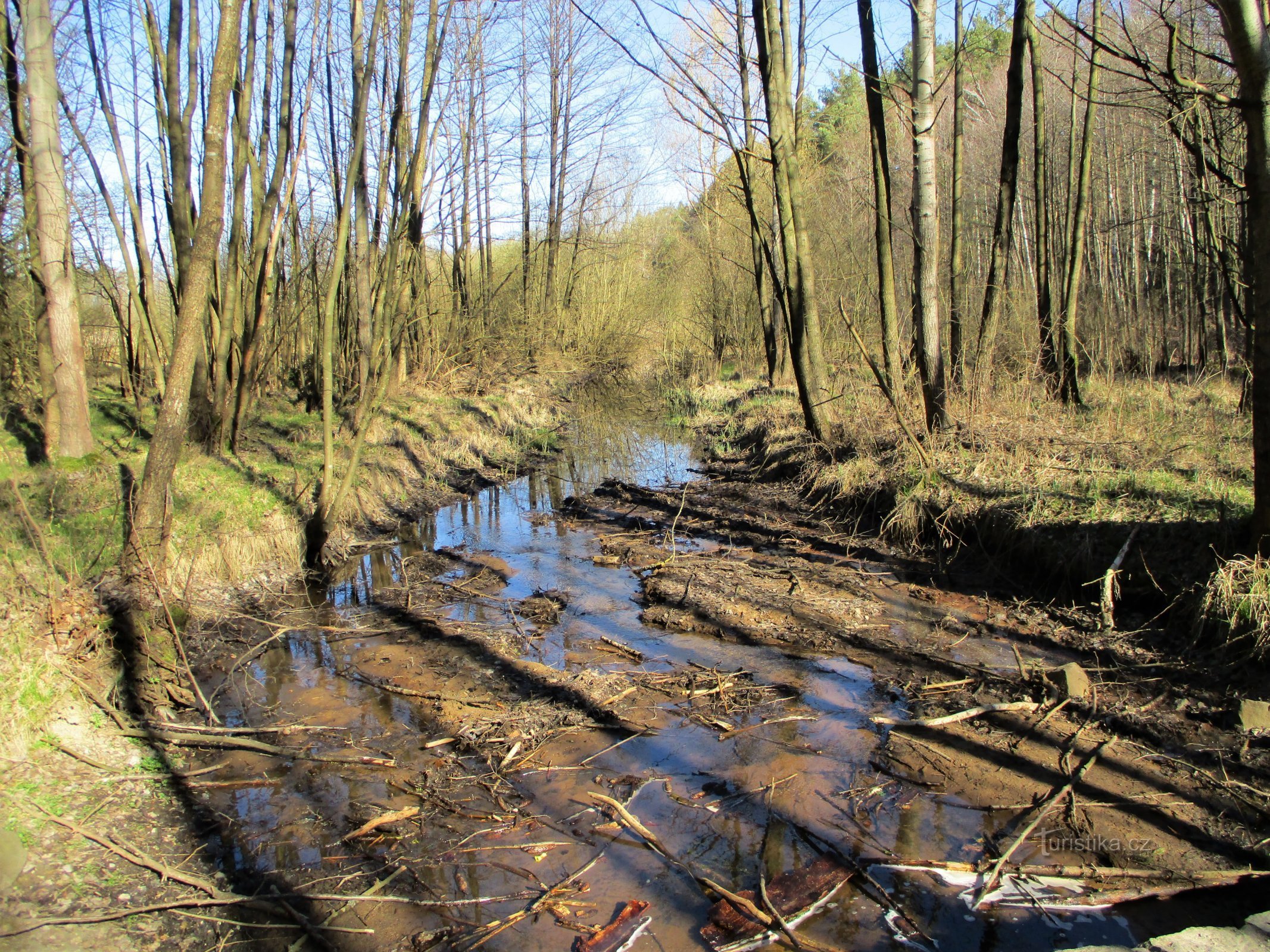 Le ruisseau Biřička avant d'entrer dans l'étang du même nom (Nový Hradec Králové, 8.4.2020 avril XNUMX)