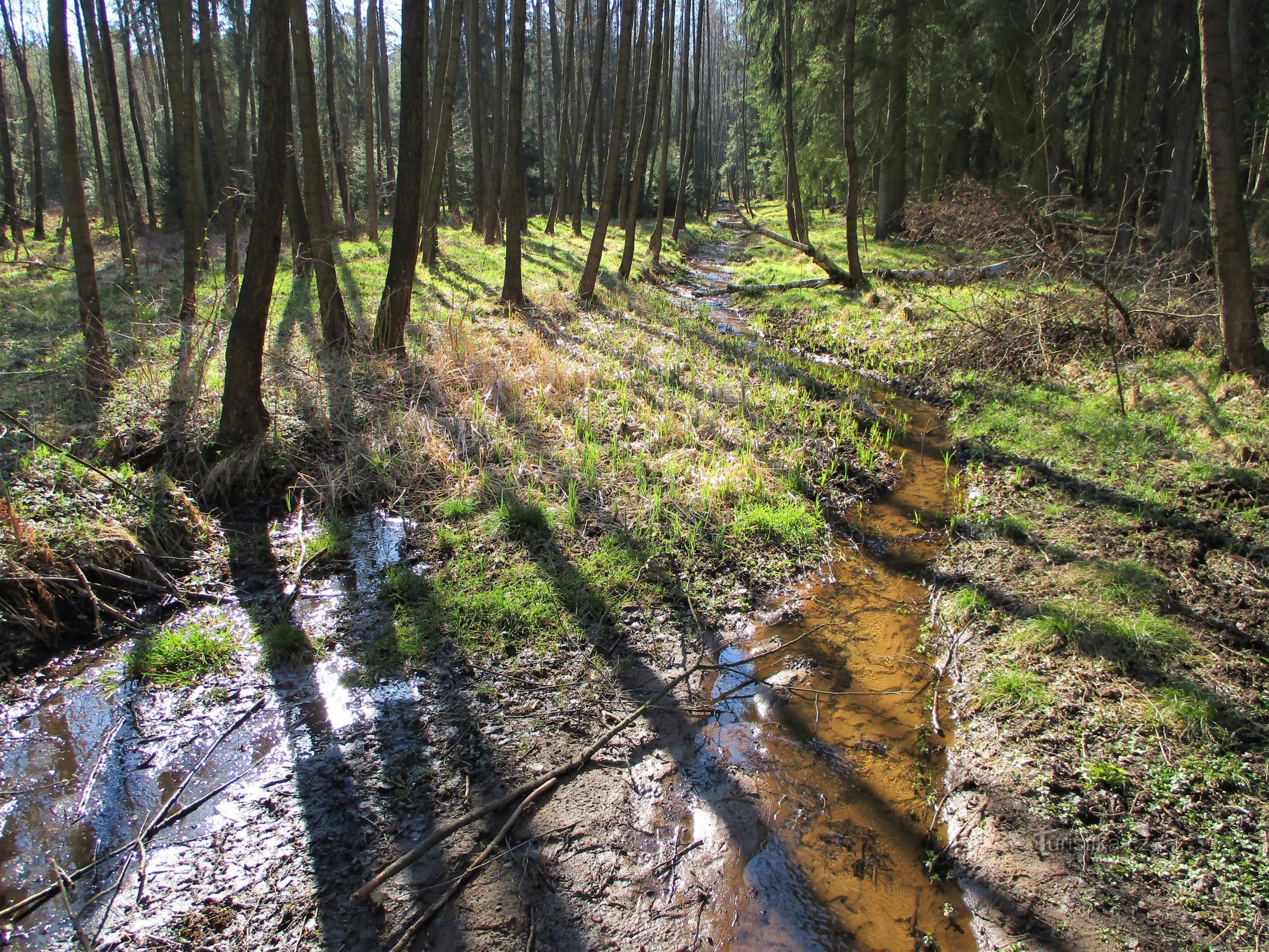 Il torrente Biřička prima di entrare nello stagno omonimo (Nový Hradec Králové, 8.4.2020 aprile XNUMX)