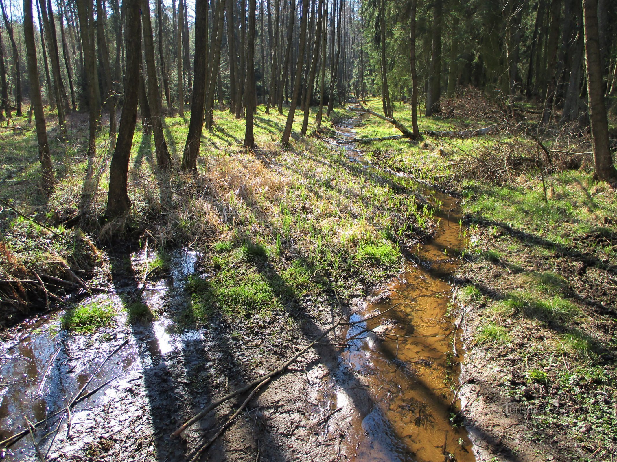 Potok Biřička pred vstopom v istoimenski ribnik (Nový Hradec Králové, 8.4.2020. april XNUMX)