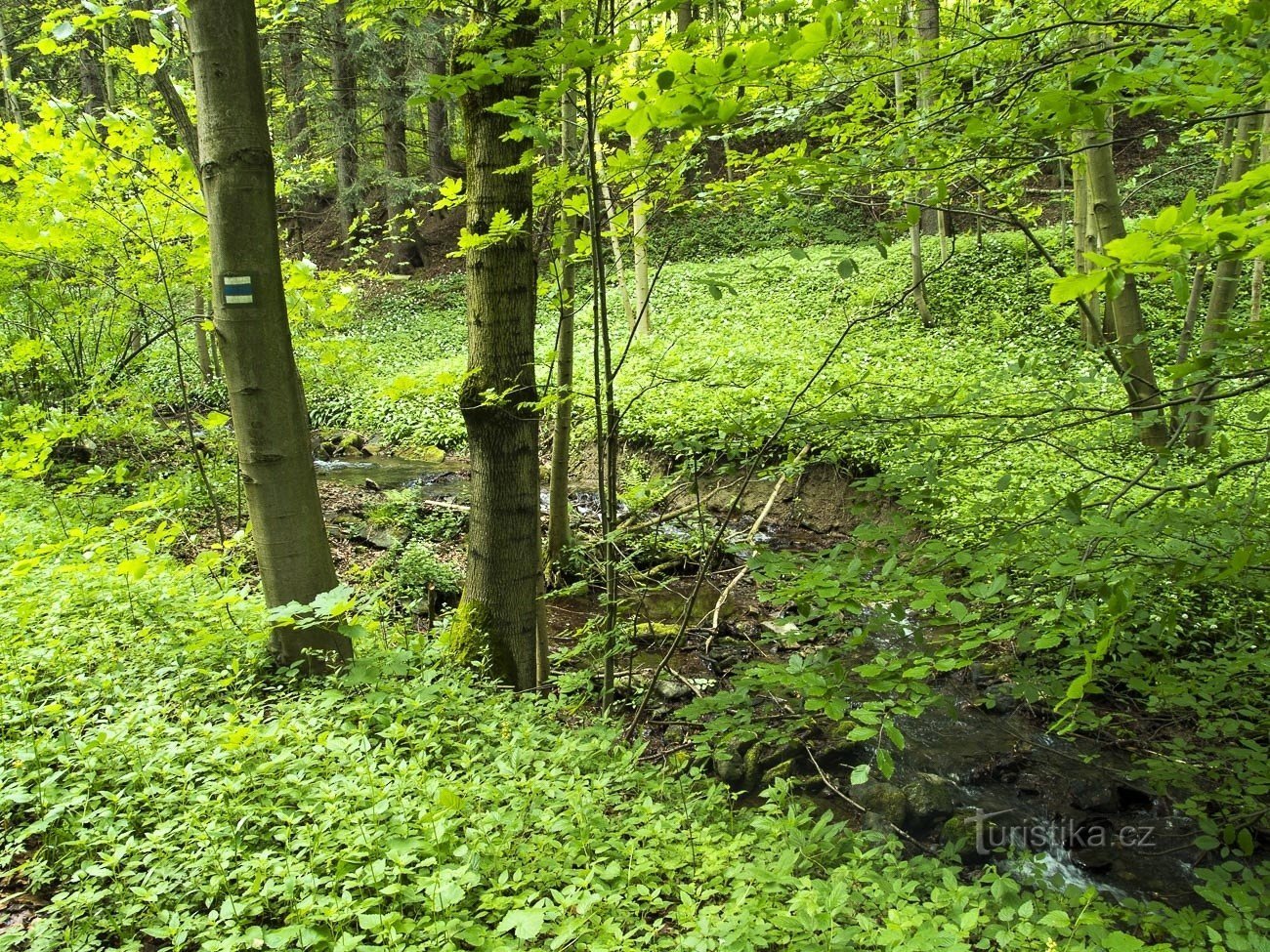 Chebzí stream